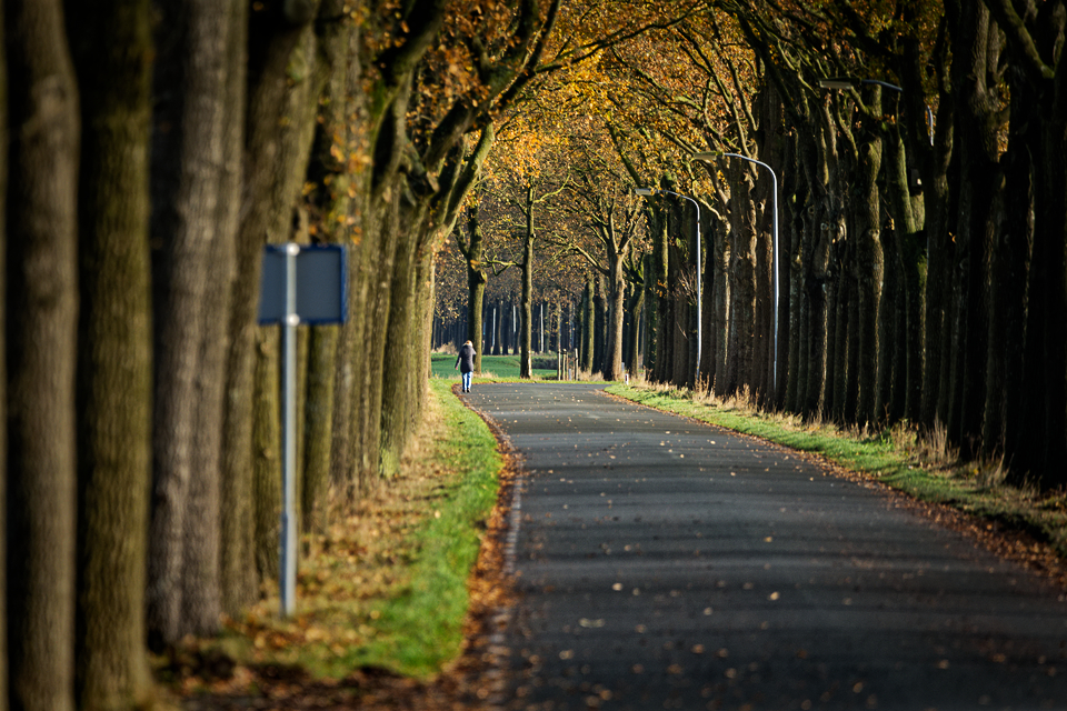 _HP82945-woudbloemlaan-bomen