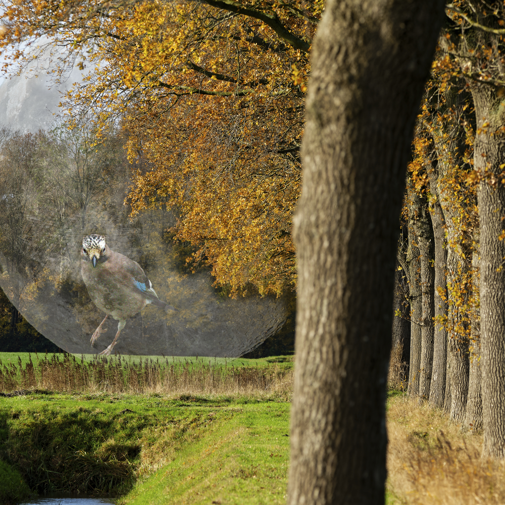 _HP83029_gaaimaanlandschap_openWith