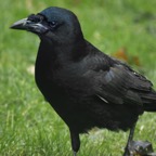 _HP89787_kraai.jpg