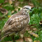 _HP82128_buizerd.jpg