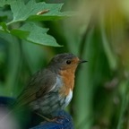 roodborst jong_JPS0039.jpg