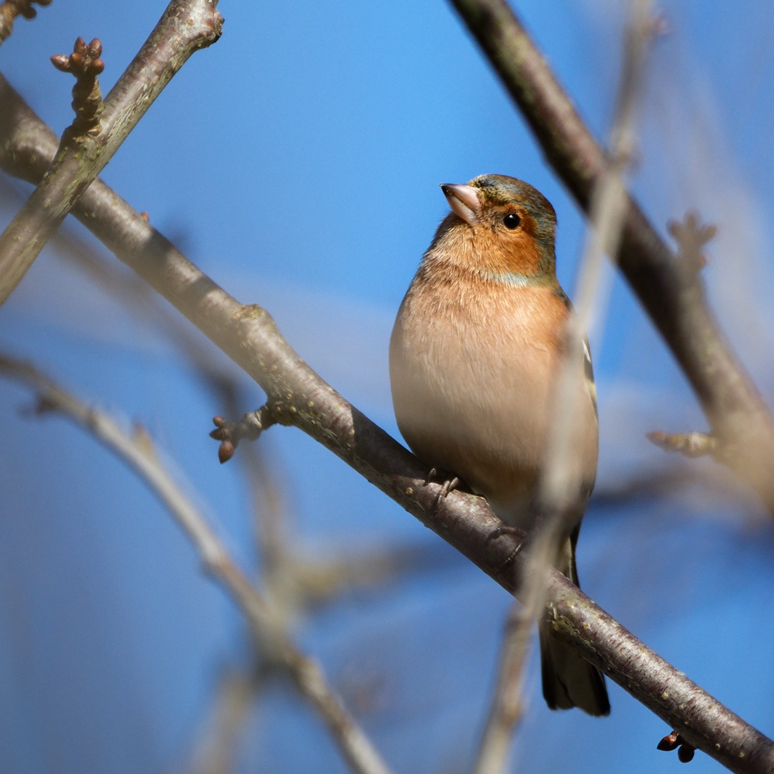 vink