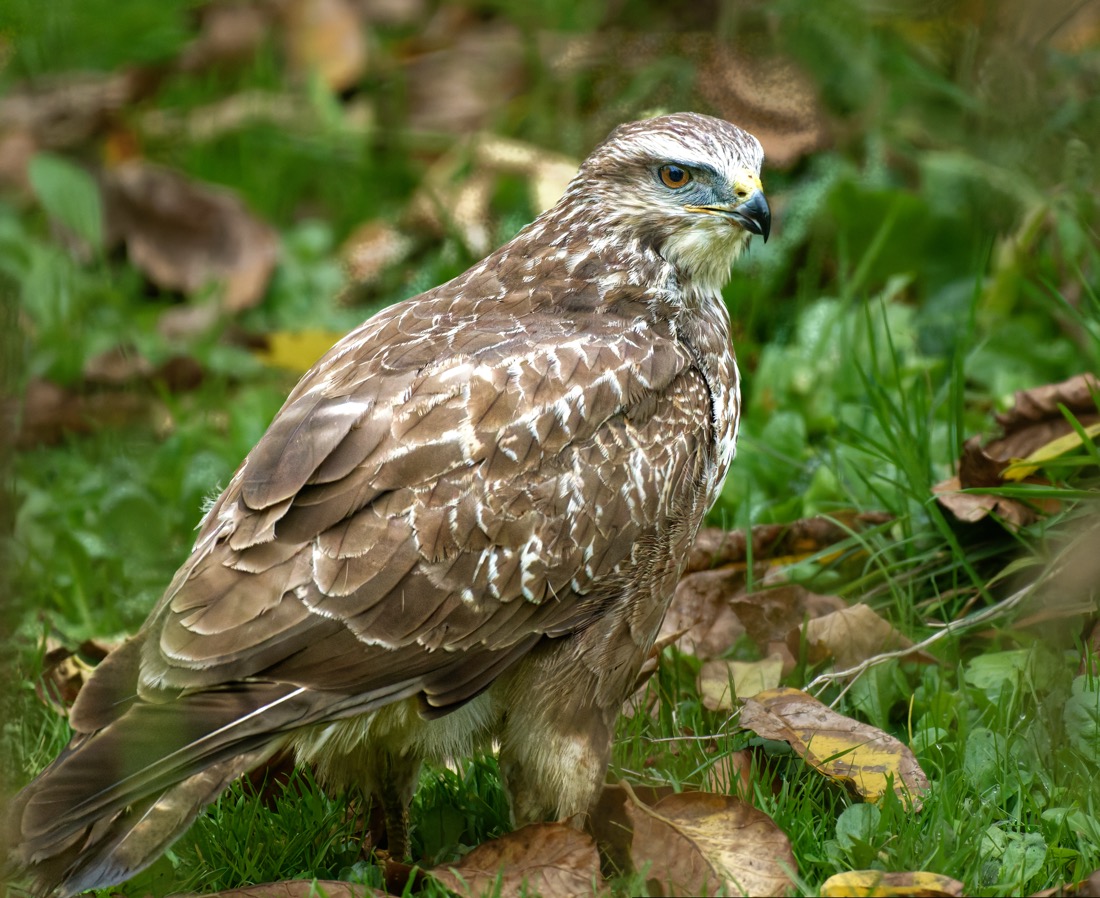 buizerd