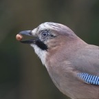 met noot2_HNS0662.jpg