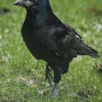 _HP89788_kraai.jpg