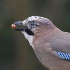 met noot2_HNS0662.jpg